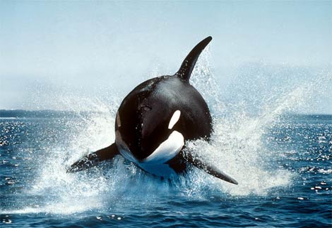 Breaching Killer Whale.